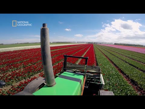 Wideo: Kwiaty Z Powietrza - Alternatywny Widok