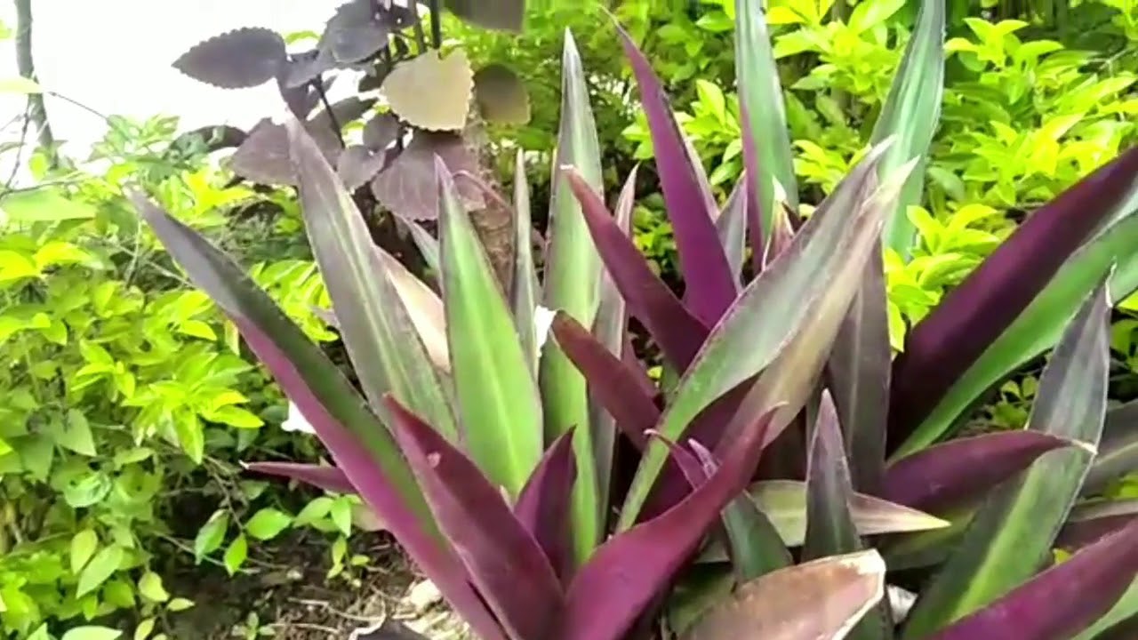 نباتات في سانتيك - nabatat fi sanitik (Tanaman-Tanaman yang ada di