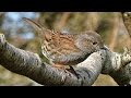 Dunnock - Birds on The Garden Tree Branch