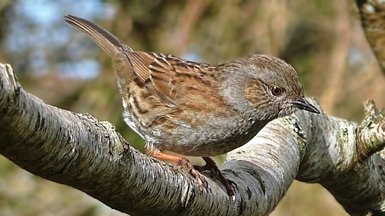 Dunnock Birds On The Garden Tree Branch Youtube