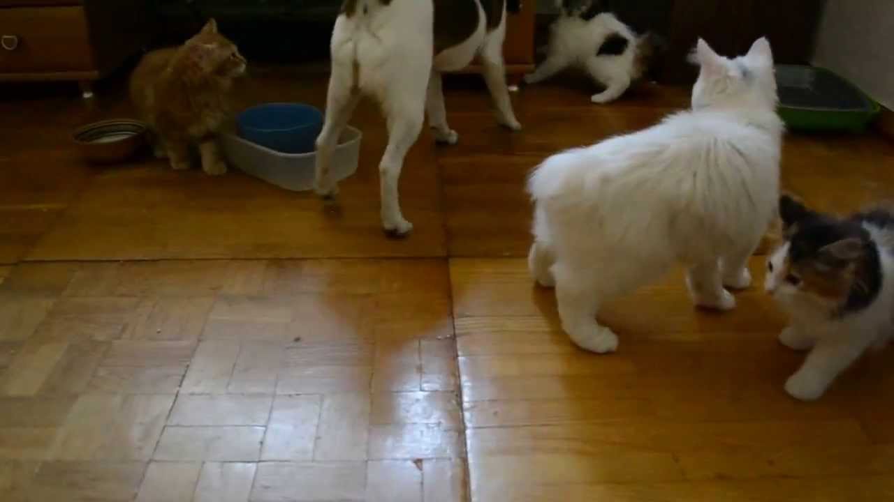 Гладкошерстный фокстерьер Орелька и котята курильского бобтейла, питомник Bobtail*House, г. Чернигов