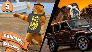 Animales Graciosos #5 - Gatos alocados by Fancro 2,368 views 1 year ago 2 minutes, 15 seconds