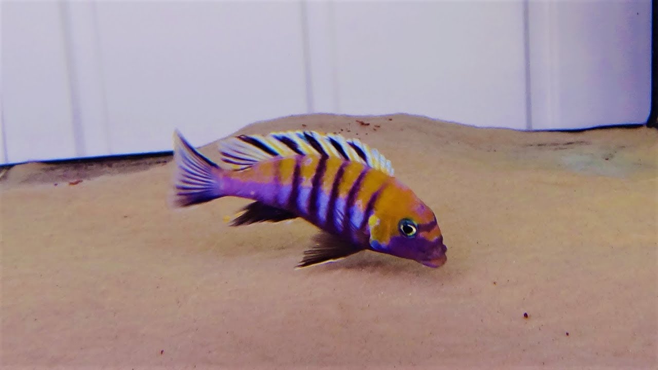 MALAWI CICHLIDS CYNOTILAPIA ZEBROIDES COBUE F1 - YouTube