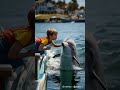 Dolphin Sounds Dolphin Sounds