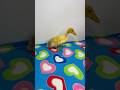 HAY MUCHOS PATOS EN LA CAMA