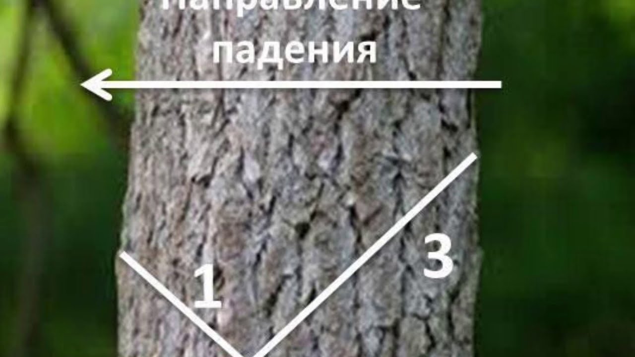 Спил деревьев как правильно. Как правильно спилить дерево. Правильно спилить дерево в нужном направлении. Валка деревьев в нужном направлении. Правильный подпил дерева.