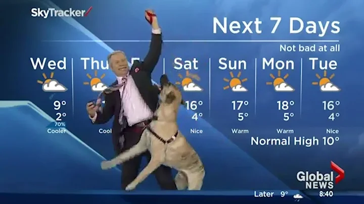 Ripple the dog doesn't care about the weather forecast - DayDayNews