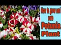 17, How to grow and care Petunia plant. Best winter seasonal Plant, must grow in this winter&#39;s.