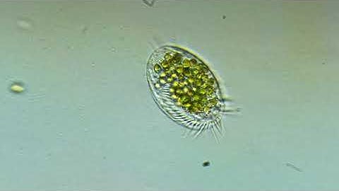 Euplotes from the North Sea