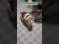 【三毛猫】颯爽と現れるミケ