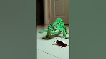 Camaleão MUDA de cor MUITO rápido#biology  #animais#bicho
