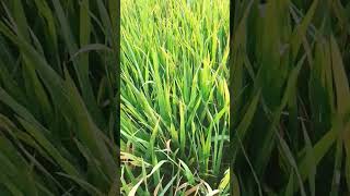 Padi yang terserang Hawar Daun Bakteri atau Kresek