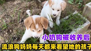 小奶狗被收养后!流浪狗妈妈每天都来看望她的孩子