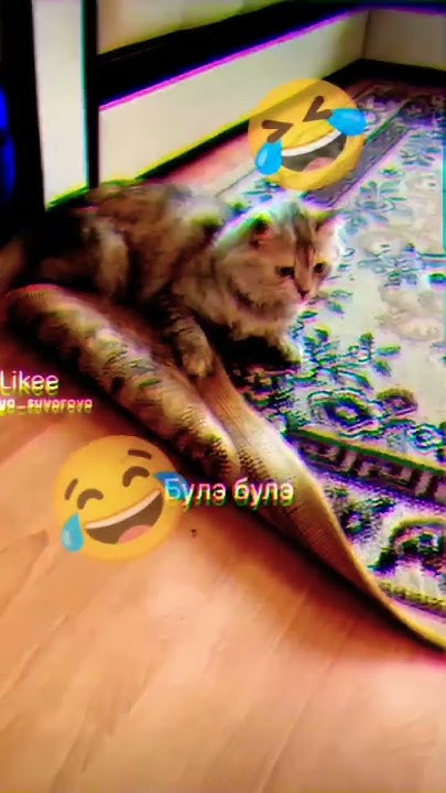 кошка бесится 😂😂😂😂😂🤣🤣🤣🤣(≧ ≦) - YouTube