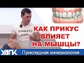 Как прикус виляет на мышцы? (Глеб Кирдогло)