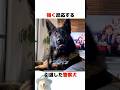 サプライズを受ける警察犬
