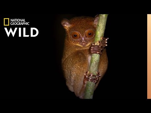 Video: What Mammals Are Nocturnal?