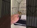 Mule Goldfinch نغل شي تمام لتعليم الفراخ Mule Goldfinch نغل شي تمام لتعليم الفراخ