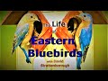 The Life Of Eastern Bluebirds A Short Documentary Inspired By Sir David Attenborough