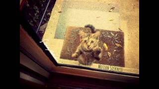 Sheeplocks - Motion Sickness