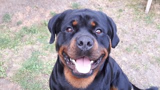 Rottweiler magnifique