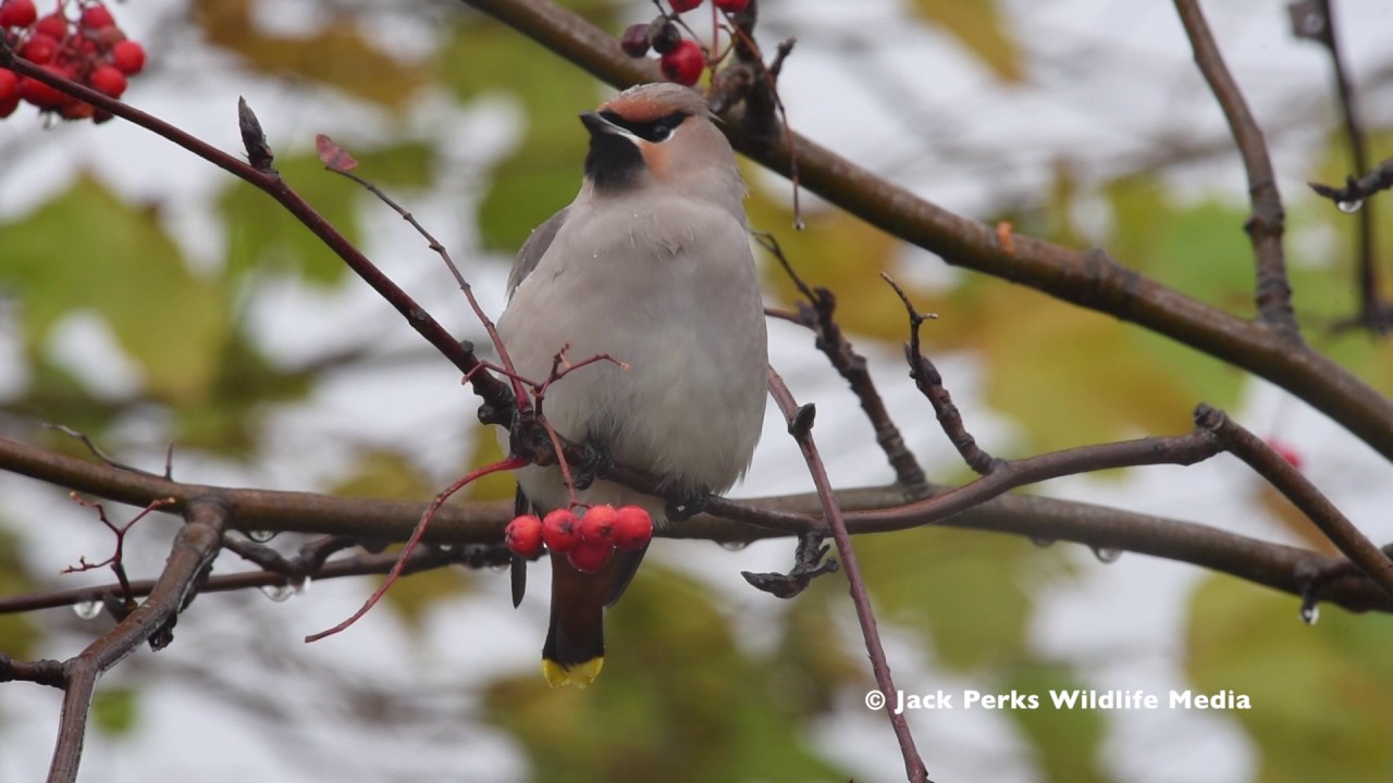 video phone beyonce mp3 Waxwing in Chesterfield