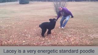 Standard Poodles Are High Energy and Playful! by Standard Poodle Owner 2,852 views 6 years ago 1 minute, 15 seconds