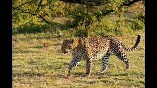 Kenya Naboisho 2025 Slideshow