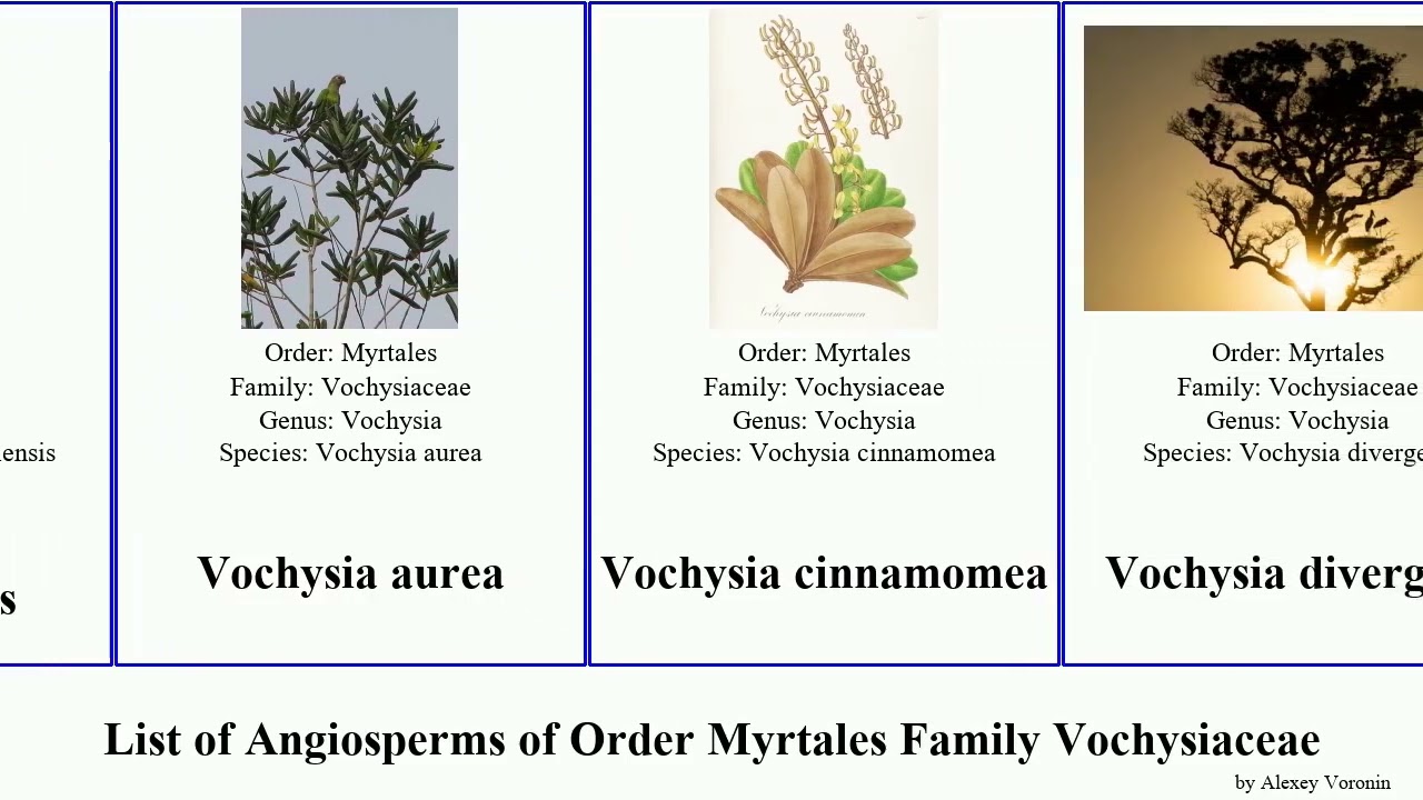 List of Angiosperms of Order Myrtales Family Vochysiaceae qualea lucida rosea aurea grandiflora