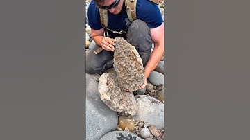 Here’s a huge stone filled with tiny Jurassic shell fossils that we found on a recent fossil hunt