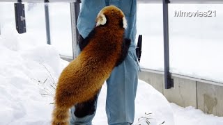 Red pandas are eating apples and grapes~ココも元気にお食事タイム