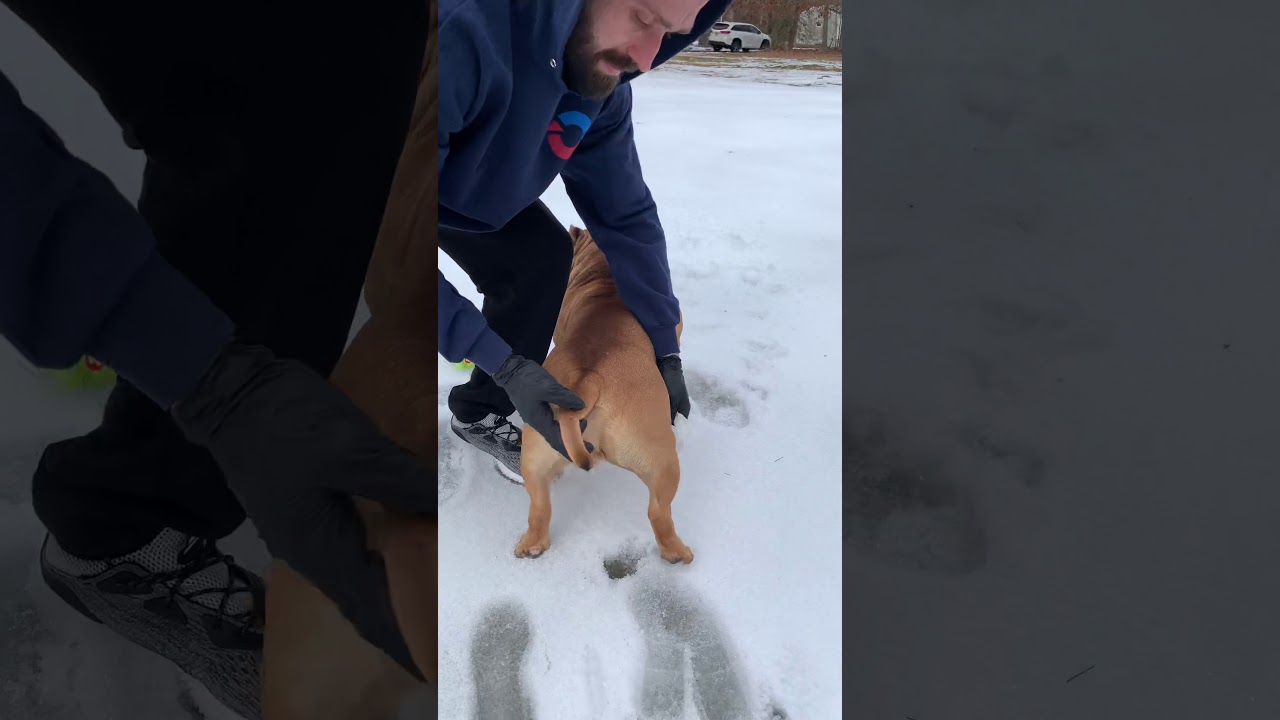 Очищение анальных желез - фу!!! Как это сделать, что делать после, экономия денег дома