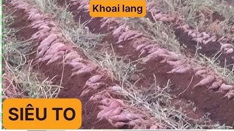 Siêu to củ Chuyên cho Khoai Lang giúp khoai đạt kích cỡ siêu to siêu đẹp nhiều tinh bột ăn ngọt lịm