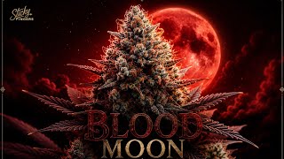 How are the small plants developing under 60 watts? Strawberry Sour Diesel / Blood Moon