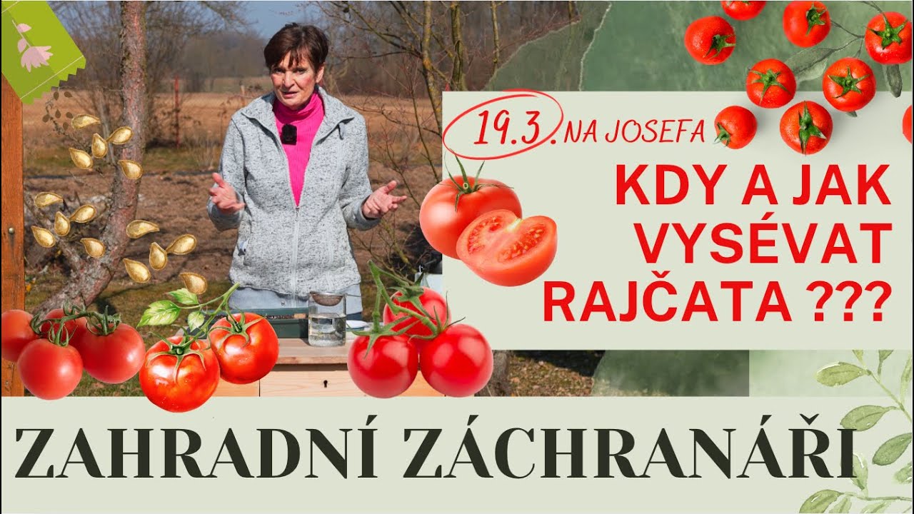 Jak správně vysévat rajčata? Odrůdy, vodní test, tipy pro úspěšné pěstování #rajcata #vysev #zahrada