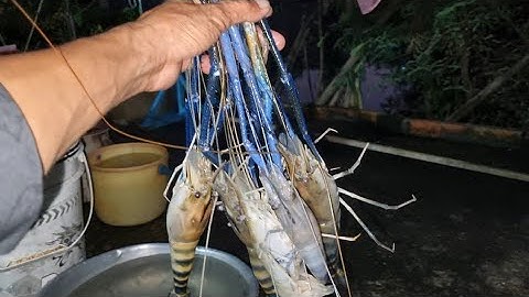 câu tôm càng , duoc nguyen vlog