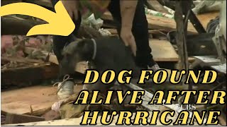 She thought her dog died during the hurricane (Emotional Video)