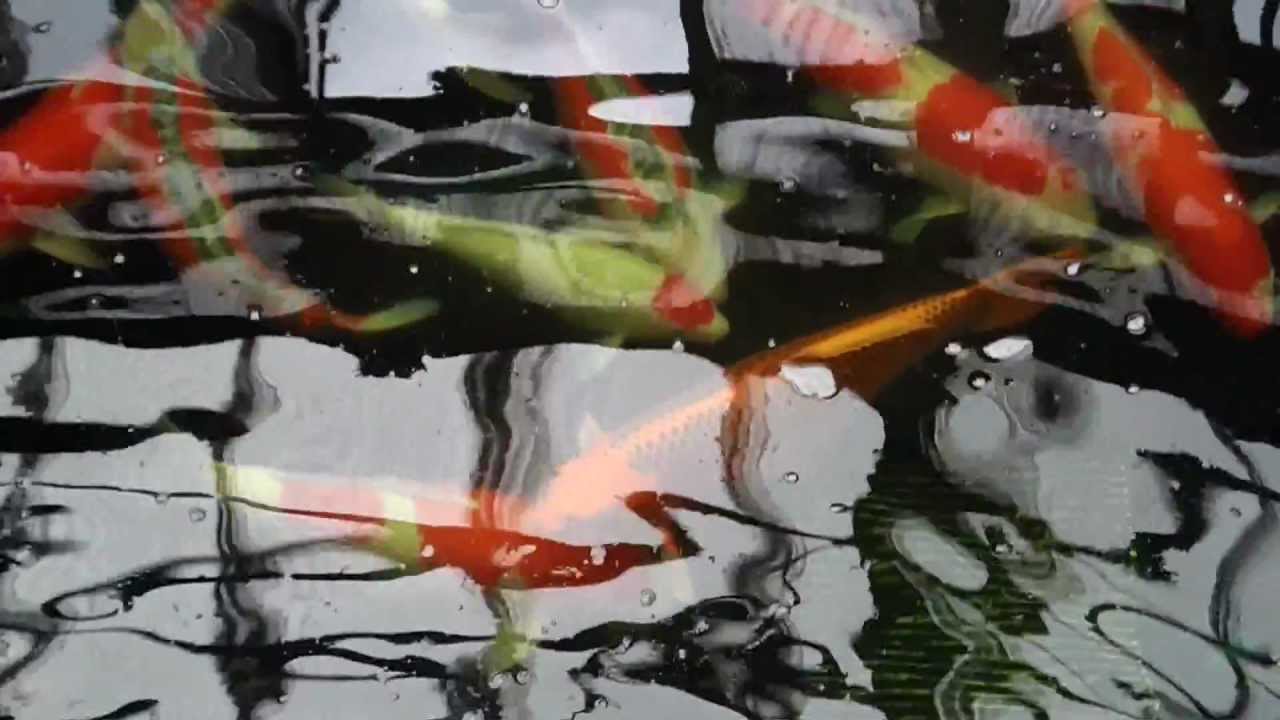 Fresh Harvest, Tomeizo Koifarm, Mano san Yonsai and Gosai