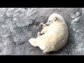 ホッキョクグマの親子　お昼寝タイム‼️ 旭山動物園