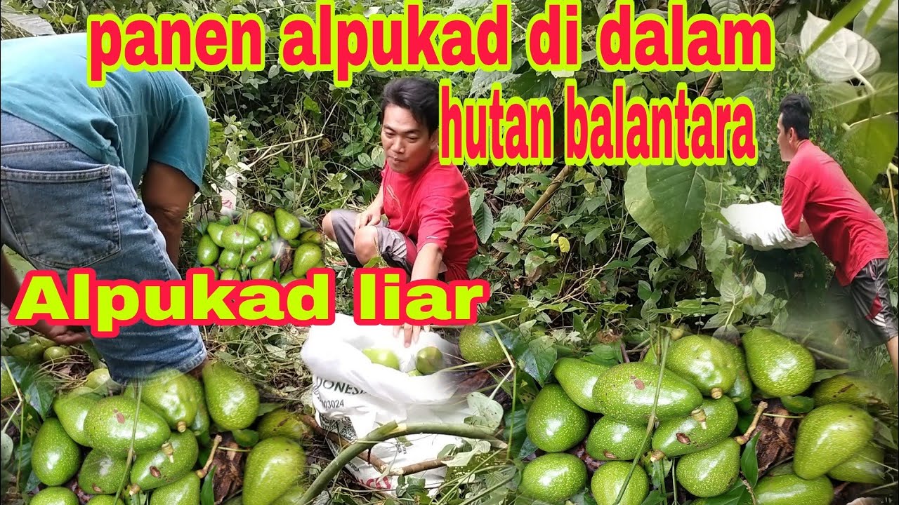 panen alpukat mentega di tengah hutan rimba