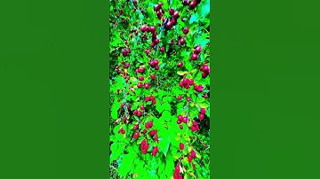 🫐Minto-Brown Hawthorn next to a trail