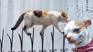 Try Not To Laugh Cats And Dogs Videos 😍 - Best Funniest Animals Video 2024 #5