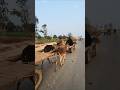 Rural Pakistan Road &amp; Donkey Carts #ruralpakistan