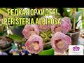 Редкая орхидея! Peristeria Albirosa. Бриллиант моей коллекции орхидей