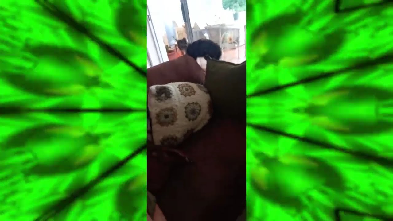 Are You Friend or Foe? || Kitten Luna meets Big Boy Cooper