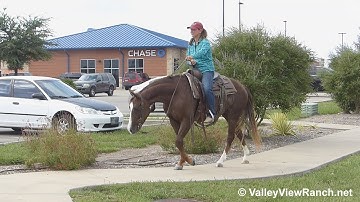 Rey Beau - riding around town! - ValleyViewRanch.net