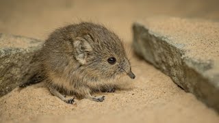 Twin sengi have been born... and they're completely adorable! 😍