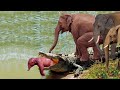 Стадо Слонов Спасло Слонёнка от Крокодила
