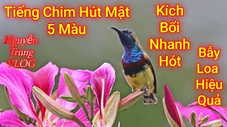 Tiếng Chim Hút Mật 5 Màu Kích Bổi Nhanh Hót Bẫy Loa Rất Hiệu Quả