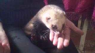 Хорек.The ferret is eating butte няша 🍓 Хорек.The ferret is eating butte няша 🍓
